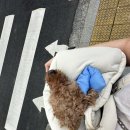 성경완 동물병원 이미지