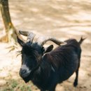 분도 흑염소탕 이미지