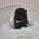 DOG사랑 | 안산반려견분양 1위 내가품은DOG, 사랑스러운 블랙 포메라니안 남아 ‘사토’ 만나보세요