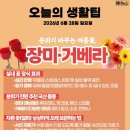 오늘의 생활 팁 - 분위기 바꾸는 여름꽃, 장미.거베라 이미지