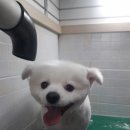 뽀삐미용실 이미지