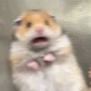 MASTERS | [조선팰리스 강남] 그랜드 마스터 스위트 (Grand Masters Suite) 후기🛏️ / 조선팰리스 결혼 특전, 주차 꿀팁