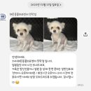해든동물병원 | 강아지 아파서 급히 방문한 민락해든동물병원 솔직 후기
