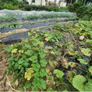 안고랑농장 이미지