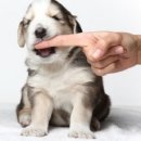 악동강아지 이미지