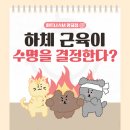 고령점현대자동차 | 하체 근육이 수명을 결정한다? 그냥 하는 말이 아닙니다