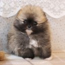 행복한 강아지 이미지