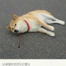 철이네손찜닭 이미지