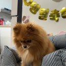 푸플리 케이크 이미지