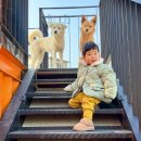 아기강아지 이미지