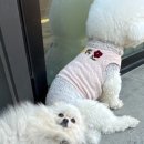 댕즈 이미지