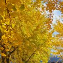 은행나무농장 이미지