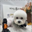 아지묭실 이미지