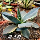 씨-스타 Daum카페