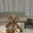 초곡나무동물병원 이미지