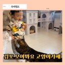 김포 아이와 가볼만한 곳, 모여봐요 고양이 카페 방문 후기