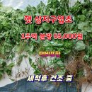 삼지구엽초(음양곽) 이미지