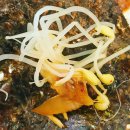 자성화맛집코다리네 미사리점 이미지