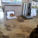 울디 동물병원 이미지