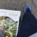 대명청과 이미지