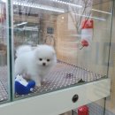댕댕# 이미지