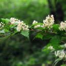 삼일목장 이미지