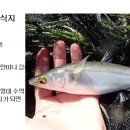 099 숭어 Striped Mullet 이미지