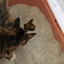 오복누리 군위공장 | 고양이 설사 잡을 때, 유산균 영양제 추천