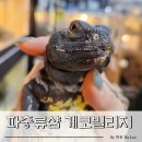 게코빌리지