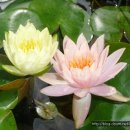 오카리나 이미지