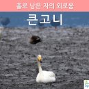고니 PC 이미지