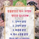 펫 인 이미지