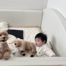 25년 3월 일상 👶🏻 이유식 중기시작,아기치즈,요거트,수원런던베이글,베네베네,바치포칠드런,아기이불...