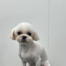 고인걸애견미용샾 | 애견미용학원 1년6개월차 후기..(자격증,비용,,)