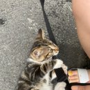 막줄래국시 이미지