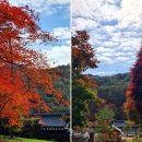 *****단풍절정기~제천 베론성지+영월 법흥사*****11월3일(화)07시(초북사거리) 이미지