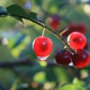 내마음의 정원 이미지