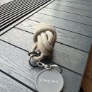 패밀리독 | 홍천 애견동반 숙소 소노펫 비발디파크 (패밀리룸/띵킹독 후기,6월방문)
