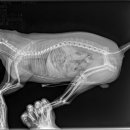 원주더봄동물의료센터 이미지