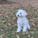 제제네 멍치원 | 2025 왓츠인마이블로그 나의 소확행 일상 기록 10 🫶