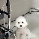 퍼피글랫 이미지