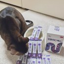 100억 PC | 고양이 유산균 모두 보울라디 맥스 장건강지켜요
