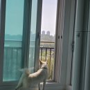 둘리 | 귀욤둥이 둘리의 홈캉스 후기