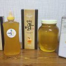 샤론꽃야생화
