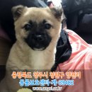 수컷 이미지