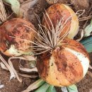 몽실농장 이미지