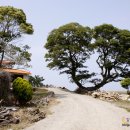 제주도 올레길 16코스에 만난 천연기념물 제441호 제주 수산리 수산저수지 곰솔 이미지