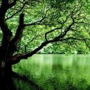 푸른나무 이미지