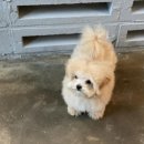 츄츄독