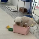 아이뽀라 | 인천 구월동 애견미용 아이뽀미용실 / 다이소 강아지 할로윈 코스튬